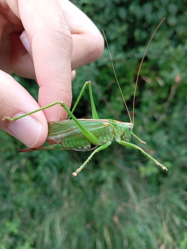 Great Green Bush-cricket