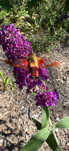 Hummingbird Clearwing