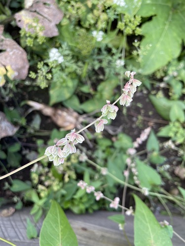 Black-bindweed