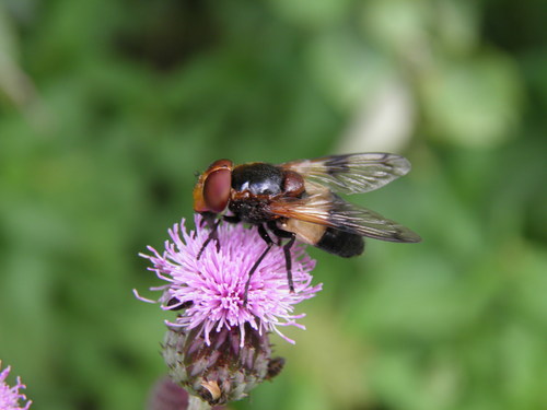 Kamaniškoji žiedmusė