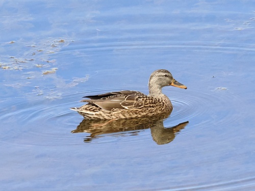 Mallard