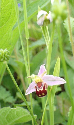 Ophrys apifera, photograph 1