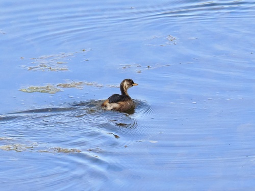 Little Grebe