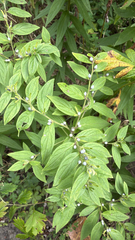 Lithospermum officinale, photograph (c) Marc-Olivier Beausoleil, some rights reserved (CC BY)