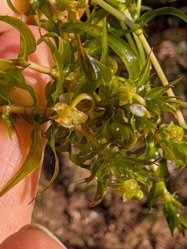 Groenlandia densa