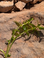 Groenlandia densa, photograph (c) Denys Vynokurov, some rights reserved (CC BY)