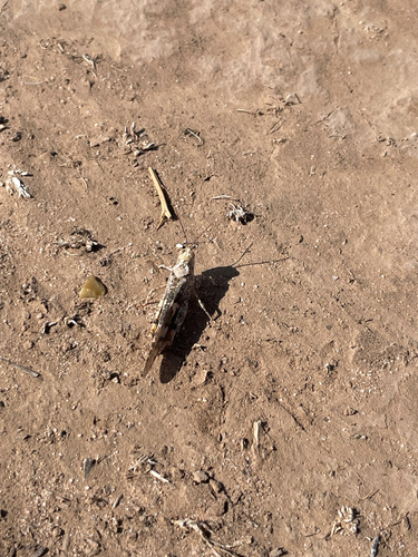 Pallid-winged Grasshopper