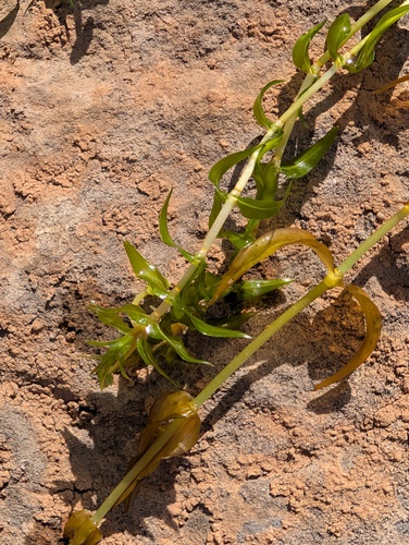 Groenlandia densa, photograph 4