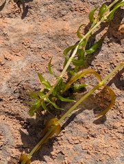 Groenlandia densa, photograph (c) Denys Vynokurov, some rights reserved (CC BY)