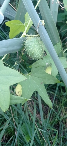 prickly cucumber