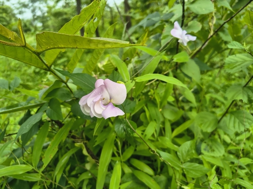 Wild Cow Pea