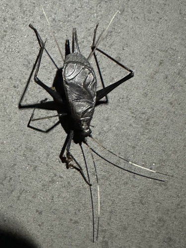 Asian Bell Cricket