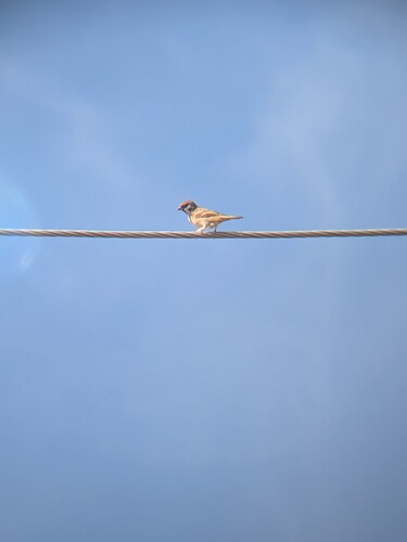 Eurasian Tree Sparrow