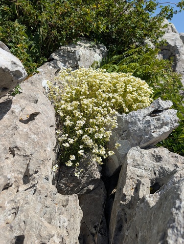 Saxifraga trifurcata, photograph 3