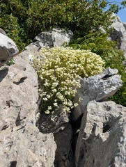 Saxifraga trifurcata, photograph (c) Denys Vynokurov, some rights reserved (CC BY)