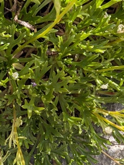 Saxifraga trifurcata