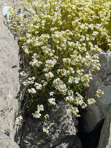 Saxifraga trifurcata, photograph 2