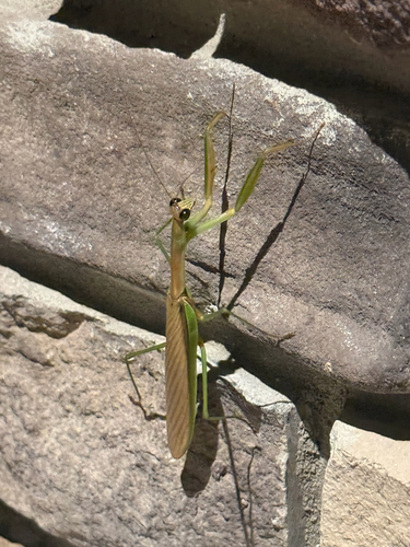 Chinese Mantis