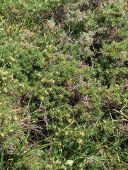 Genista hispanica, photograph (c) Denys Vynokurov, some rights reserved (CC BY)