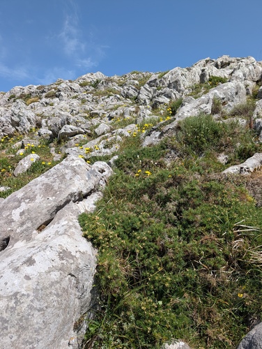 Genista hispanica, photograph 4