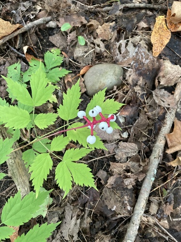 white baneberry