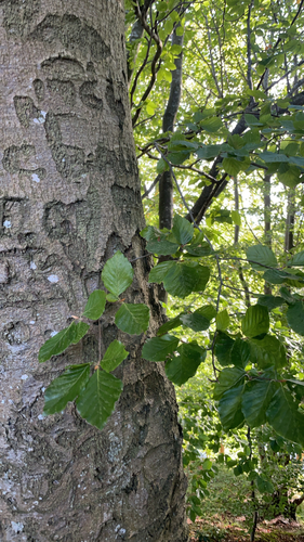 European beech