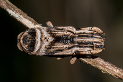 Sthenias tonkineus