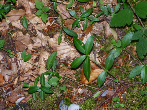 lesser periwinkle