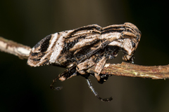 Sthenias tonkineus