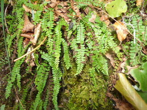 maidenhair spleenwort