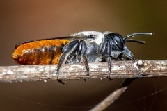 Megachile impressa