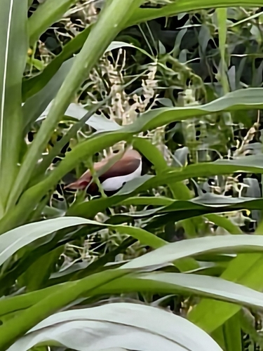 Tricolored Munia