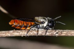 Megachile impressa