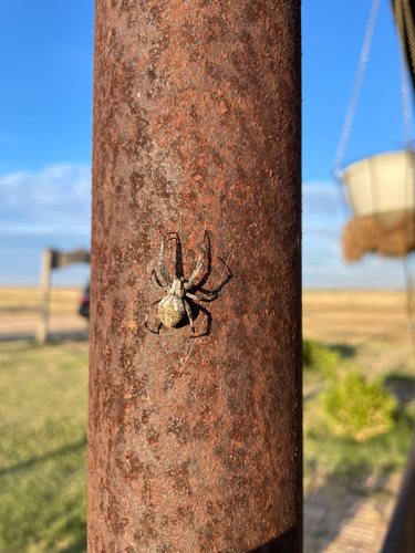 Western Spotted Orbweaver