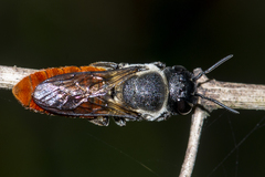 Megachile impressa