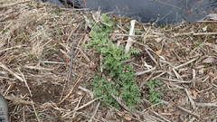 Cirsium kamtschaticum