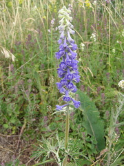 Delphinium fissum