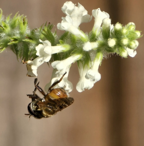 Copestylum tamaulipanum, 2026-09-16
