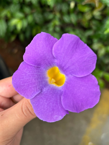 Bush Thunbergia