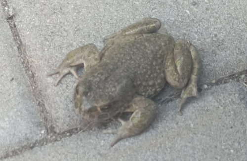 European Toad