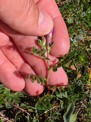 Vicia pyrenaica, photograph 2
