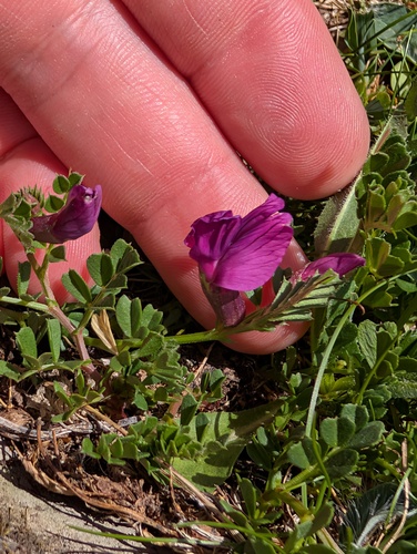 Vicia pyrenaica