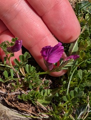 Vicia pyrenaica