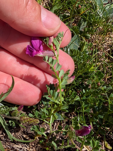 Vicia pyrenaica, photograph 3