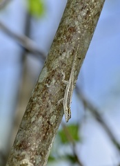 Anolis litoralis