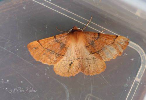 Feathered Thorn