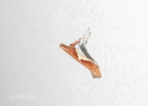 Willow Leafcone Caterpillar Moth