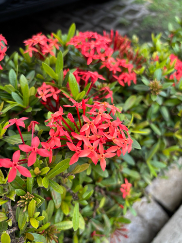 Jungle flame