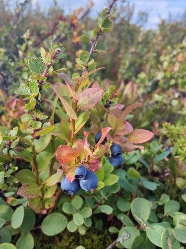 common bilberry
