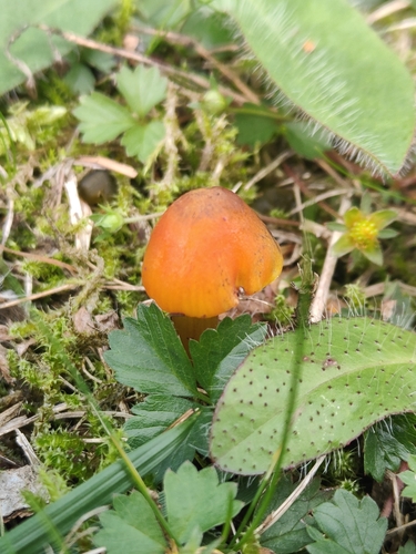 Witch's Hat